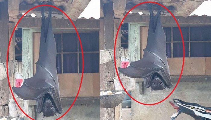 Human Sized Bats: వామ్మో.. మనిషి సైజు గబ్బిలాలు... ఎక్కడున్నాయంటే.. ??