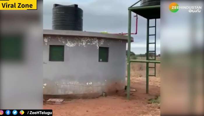 Lion caught using public toilet - video goes viral