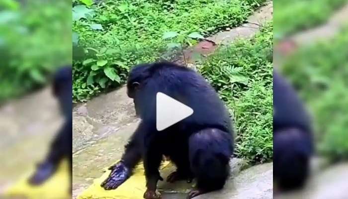 Chimpanzee washing clothes: బట్టలు ఉతుక్కుంటున్న చింపాంజీ.. Viral video