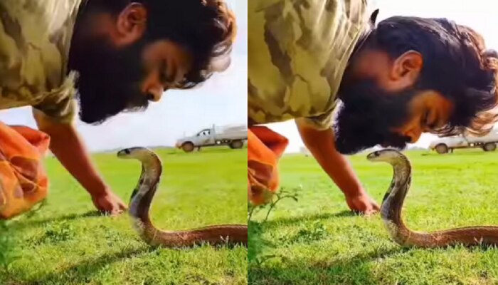 Viral Video: ఈడు మగాడ్రా బుజ్జి.. 'పడగ విప్పిన పాముకు ముద్దు'.. వహ్!