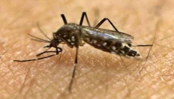 Zika Virus in Kanpur: కాన్పూర్‌లో 'జికా' కల్లోలం...ఒక్కరోజే 30 కేసులు నిర్ధారణ..