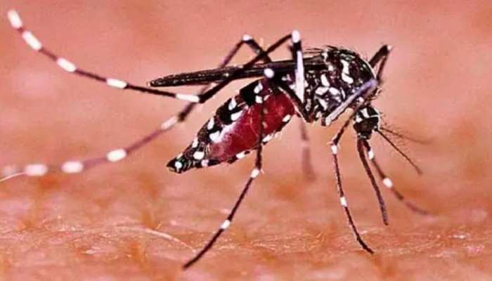 Zika Virus: యూపీలో &#039;జికా&#039; కల్లోలం..89కి చేరిన కేసులు