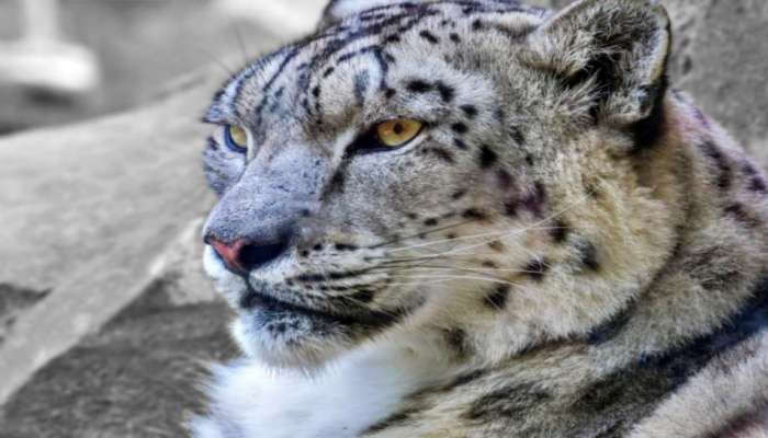 Snow leopards Corona: కరోనాతో మంచు చిరుతలు మృతి...ఎక్కడంటే...