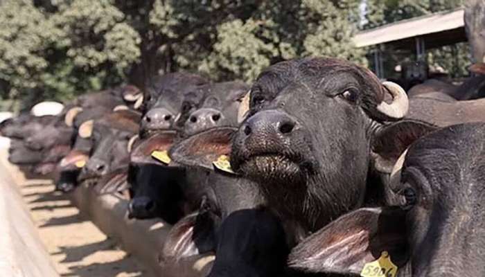 Buffalo refuses to be milked: వింత కేసు... గేదె పాలివ్వడం లేదని పోలీసులకు ఫిర్యాదు...