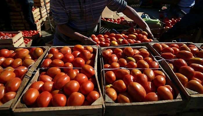 Madanapalle Tomato Price: రాష్ట్రంలో రూ.100 లకు పెరిగిన కిలో టమాటా ధర