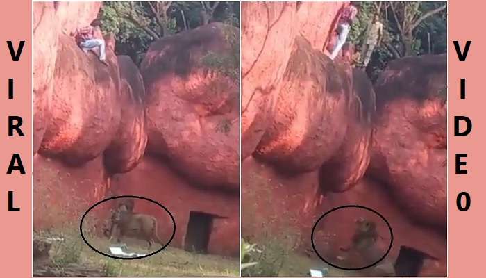 Man jumps into lion enclosure: సింహం నోట్లో తల పెట్టడం అంటే ఇదే.. Viral video