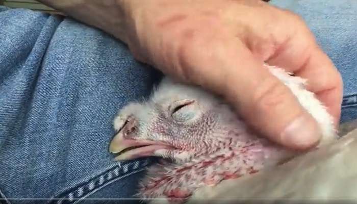 Turkey chicken : వైరల్ వీడియో : కోసుకుని తింటారేమోనని ఏడ్చేస్తోన్న కోడి
