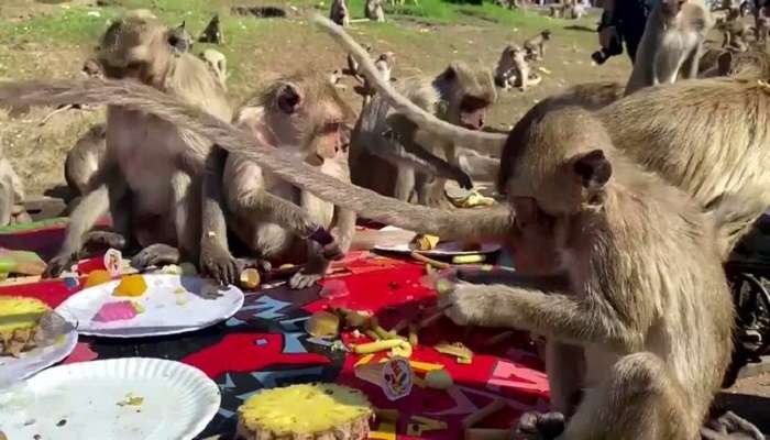 Monkey Festival : అక్కడ నిర్వహించే కోతుల పండుగ ఎంతో స్పెష‌ల్..