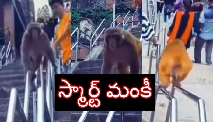 Smart Monkey Videos: మెట్లు దిగలేని స్మార్ట్ కోతి ఏం చేసిందో ఈ వైరల్ వీడియో చూసేయండి!