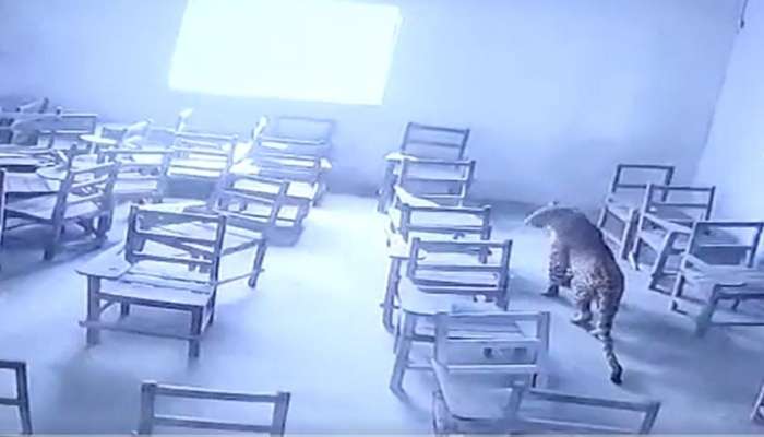 Leopard Strays Into School: పదో తరగది విద్యార్థిపై చిరుత పులి ఎలా దాడి చేసిందో చూడండి! Video