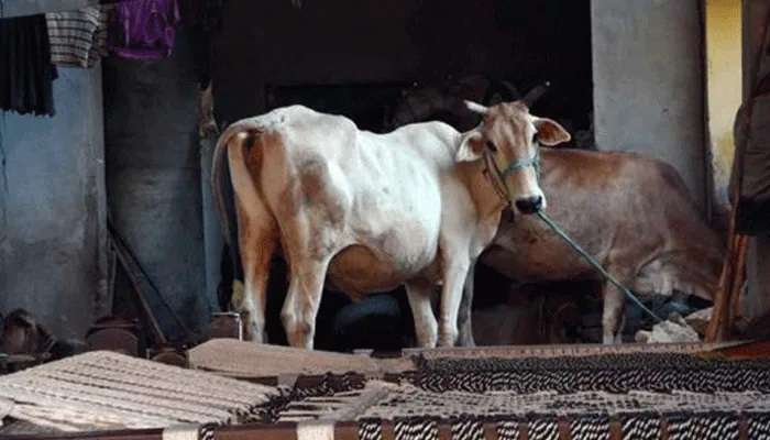Karnataka: ఆవులు పాలివ్వట్లేదు-పితికేందుకు వెళ్తే తంతున్నాయి-పోలీసులకు రైతు ఫిర్యాదు