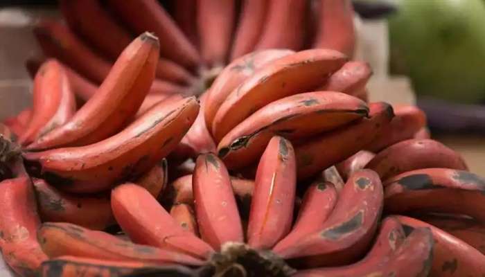Benefits of Red Banana: ఎర్రటి అరటి పండ్లు తింటే ఈ అనారోగ్య సమస్యలు మీ దరి చేరవు!