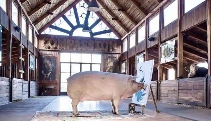 Pig Painting : పిగ్ వేసిన పెయింటింగ్స్‌కు భలే డిమాండ్.. లక్షలు వెచ్చించి కొనుగోలు