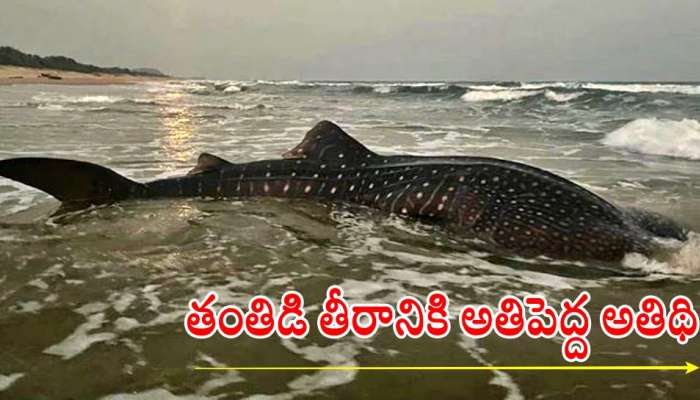 World&#039;s Largest Fish: విశాఖ తంతిడి బీచ్‌లో వేల్ షార్క్ సందడి... ప్రపంచంలోనే అతి పెద్ద చేపగా గుర్తింపు..