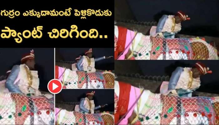  Bride Groom funny video : గుర్రం ఎక్కుదామంటే పబ్లిక్‌లో పెళ్లికొడుకు ప్యాంట్ చిరిగింది..