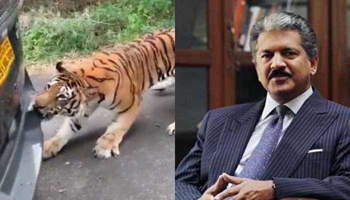 Anand Mahindra: ఆ టైగర్ వీడియోపై ఆనంద్ మహీంద్రా ఫన్నీ కామెంట్స్.. వాటే సెన్సాఫ్ హ్యూమర్...