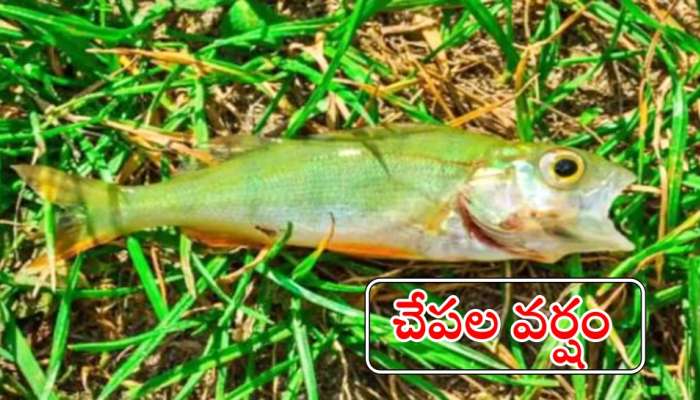 Viral News: అమెరికాలో వింత సంఘటన.. ఆకాశం నుంచి చేపల వర్షం!