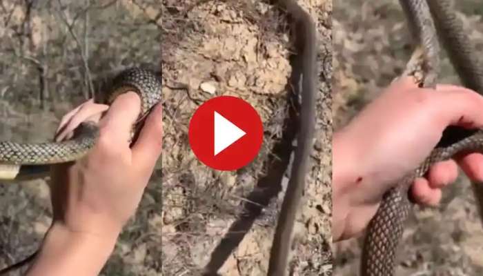 Dangerous Snake Video: భయంకరమైన వీడియో- యువతిని పదేపదే కాటు వేసిన సర్పం