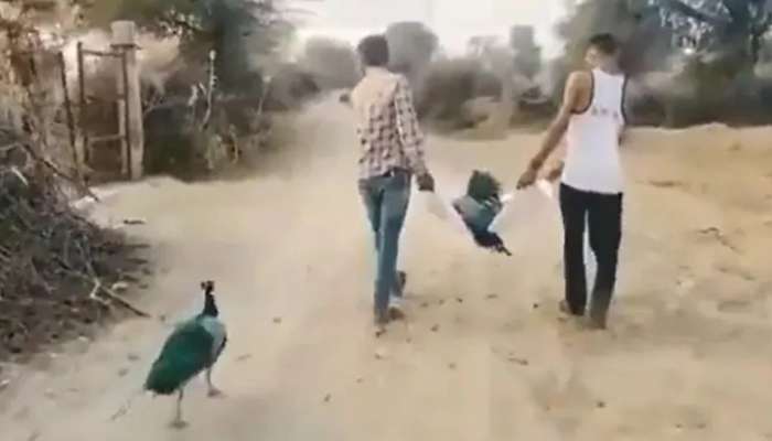 Peacock Viral Video: హార్ట్ టచింగ్ వీడియో- చనిపోయిన నెమలిని ఆవేదనతో వెంబడిస్తూ..