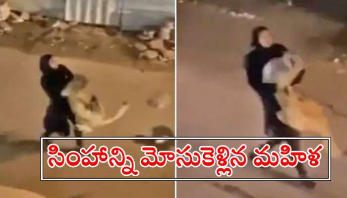 Viral Video: షాక్...సింహాన్ని మోసుకెళ్లిన మహిళ.. ఆమె ధైర్యానికి నెటిజన్లు ఫిదా!