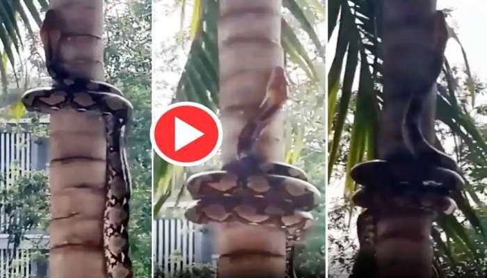 Viral Video Python climbs to tree : కొండచిలువ టెక్నిక్ భలే ఉందే.. ఇలా కూడా చెట్టు ఎక్కొచ్చా!!