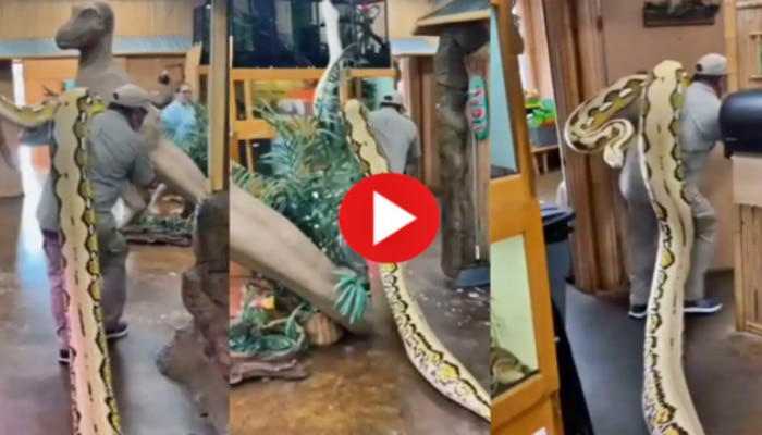  Python Viral Video: భారీ కొండచిలువను భుజాలపై మోసుకెళ్లాడు...ఇంటర్నెట్‌ను షేక్ చేశాడు..
