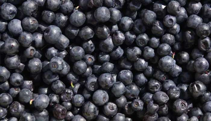 Blueberries Benefits: మధుమేహం నియంత్రణలో అద్భుతంగా పనిచేసే బ్లూ బెర్రీస్