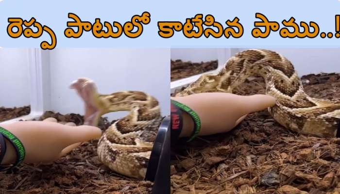 Viral snake video: పాము​కు కోపమోస్తే ఎంత వేగంగా కాటేసిందో చూశారా?