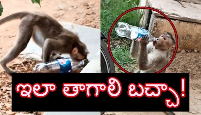 Monkey Drinking Coke: కూల్ డ్రింక్ ఇలా తాగాలిరా బచ్చా.. చూసి నేర్చుకో!