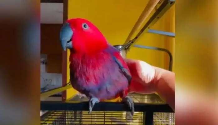 Parrot Viral Video: ఐఫోన్ రింగ్ టోన్ ను అనుకరించిన అందమైన చిలుక.. వీడియో వైరల్