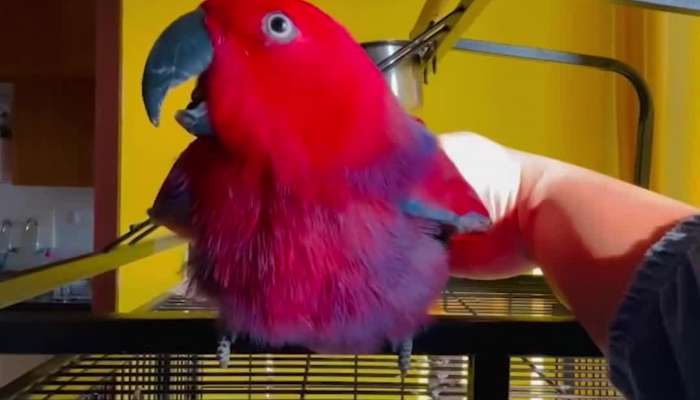 Parrot making iphone ringtone sounds