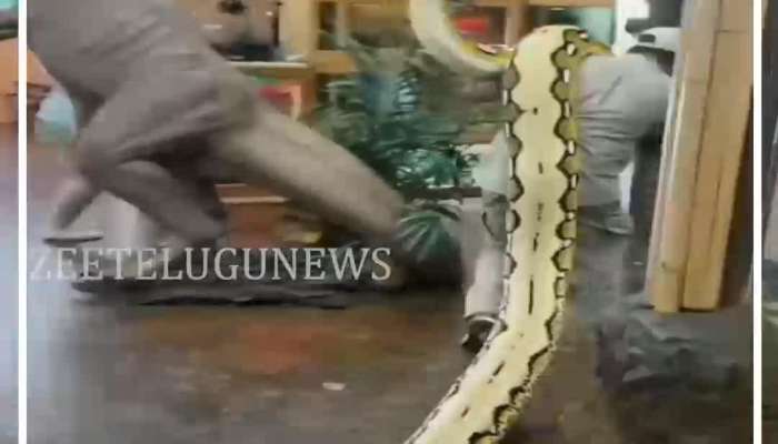 Viral video: Man carries giant python on his shoulders, shocking video goes viral