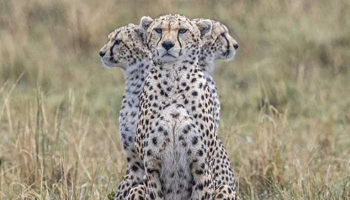 Cheetah: మూడు తలల చిరుత.. మంత్ర ముగ్ధులను చేస్తోన్న అతని ఫోటోగ్రఫీ