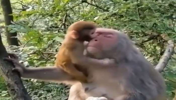 Monkey love video: తల్లి ప్రేమ అంటే అంతే మరి.. మనుషులలైనా.. జంతువులైన!