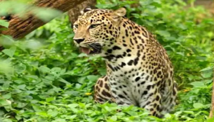 Woman Fights With Leopard: కన్న బిడ్డ కోసం చిరుతపులితో పోరాడిన మహిళ