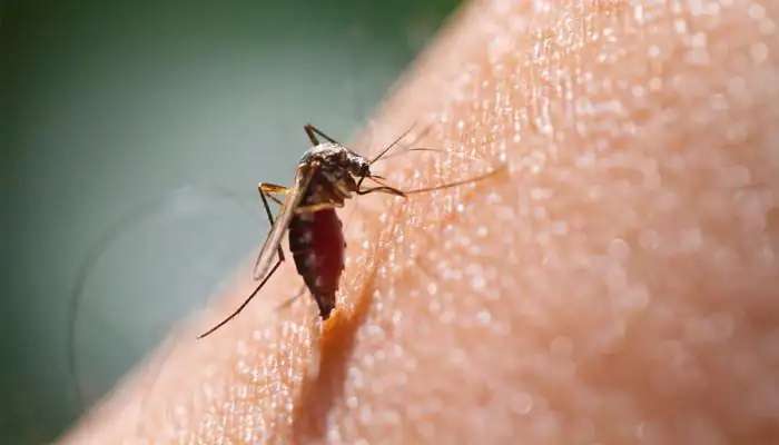  Mosquito Bites Science: ఈ కలర్ బట్టలు ధరించిన వాళ్లను చూస్తే దోమలకు ఇక పండగే!