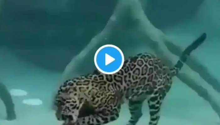 Tiger Hunting underwater: నీటి అడుగున వేటాడే చిరుత పులిని చూశారా?