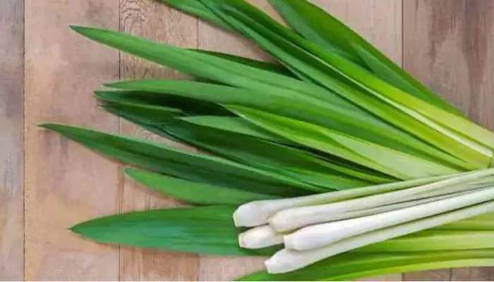 Lemongrass: లెమన్ గ్రాస్ ప్రయోజనాలు, స్కిన్ అండ్ హెయిర్ కేర్‌లో ఎలా ఉపయోగపడుతుంది