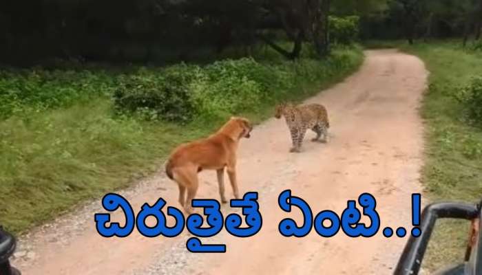 Viral Video: ఈ శునకానికి ధైర్యం ఎక్కువే.. చిరుతనే ఎదిరించింది..!