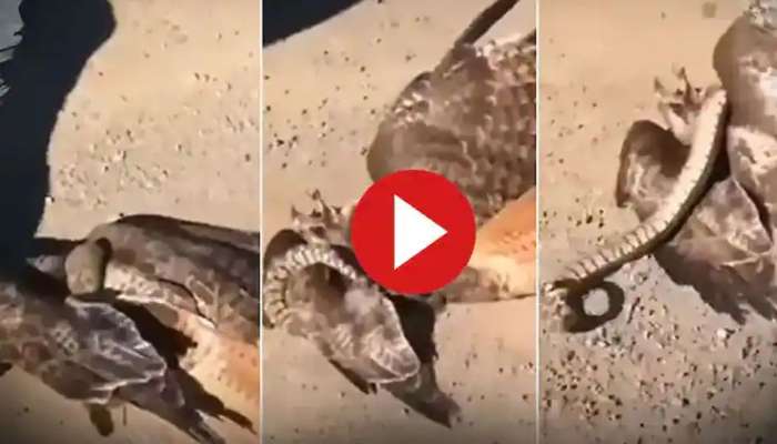 Eagle vs Snake Fight: గద్దపై ప్రతికారంతో విరుచుకుపడిన చిన్న పాము - వీడియో వైరల్