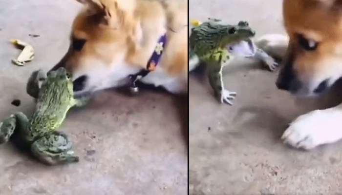 Dog vs Frog Video: కప్ప ధాటికి తోక ముడిచిన శునకం- వైరల్ వీడియో