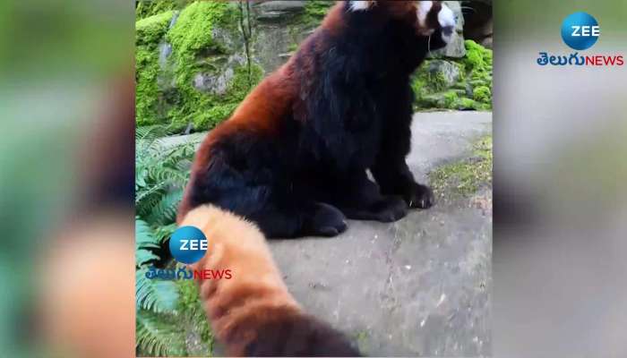 Red Panda enjoys some snacks