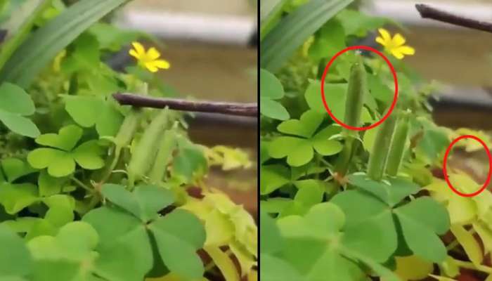  Viral Video: బాంబులు ప్రయోగిస్తున్న మొక్క.. నమ్మశక్యంగా లేదా.. అయితే ఈ వీడియో చూడండి