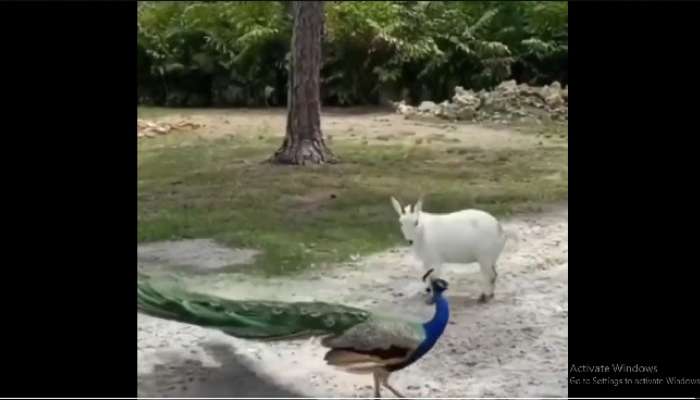 Peacock vs Goat Viral Video: మేకపోతుకు చుక్కలు చూపించిన నెమలి.. వైరల్ వీడియో