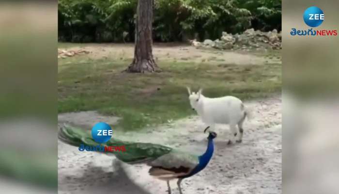 A video of a peacock and a goat engaging in a fight in a jungle has gone viral