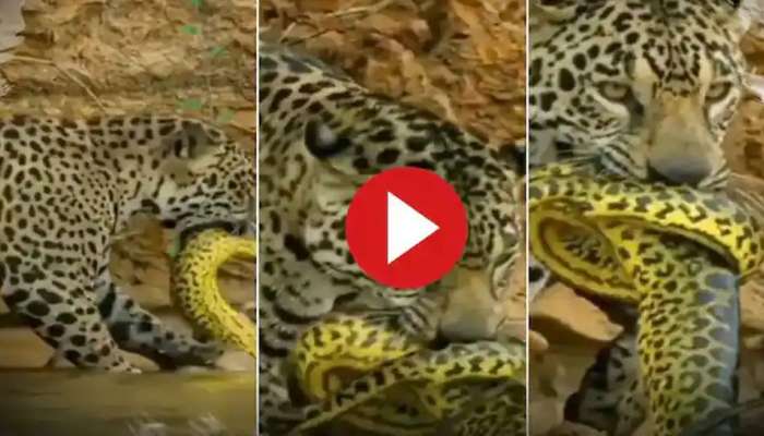 Leopard Vs Python Video: కొండచిలువపై దాడి చేసిన చిరుత.. తర్వాత ఏం జరిగిందంటే?