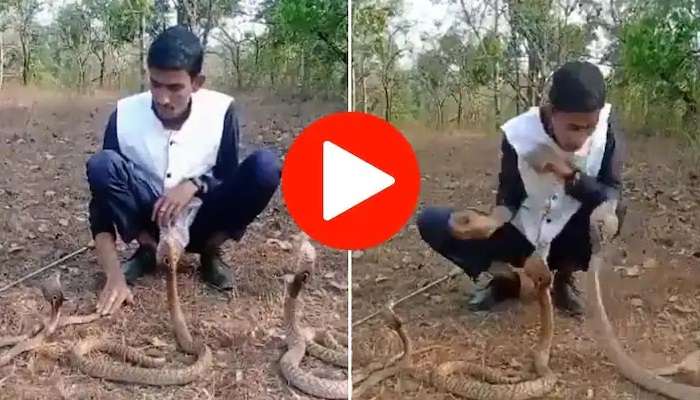 Snakes Viral Video: మూడు పాములను ఒకేసారి ఆడించబోయాడు.. పడగవిప్పిన పాము ఏం చేసిందో చూడండి