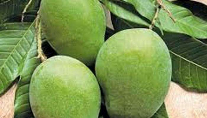 Green Mango Benefits: పచ్చి మామిడితో ఆరోగ్య ప్రయోజనాలు, ఇన్‌స్టంట్ ఎనర్జీతో పాటు నోటి సమస్యలు దూరం