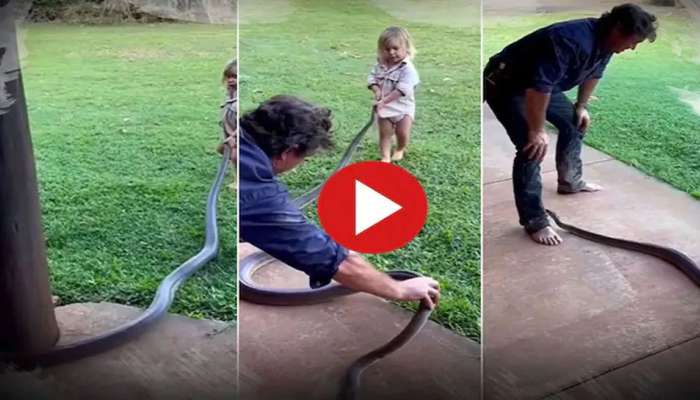 Giant snake video: పెద్ద పాము తోక పట్టుకొని ఆడుకుంటున్న చిన్న పాప.. వీడియో వైరల్!