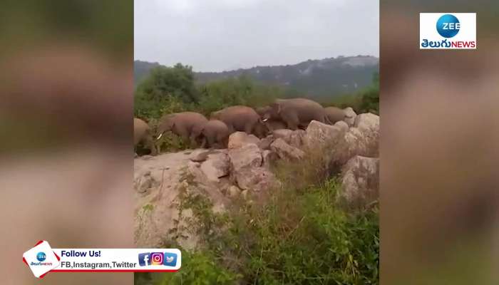 Wild Elephant kills Chittoor farmer